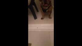 Thirsty Talker: Hilarious Moment as My Dog Demands a Drink!