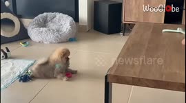 Pomeranian screeches like a toddler after being jump-scared by naughty cat