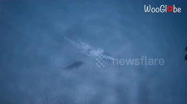 Bone-chilling scene of no-nonsense tiger shark devouring humpback whale carcass