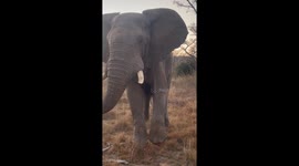 Angry elephant effortlessly crushes tree while charging safari jeep