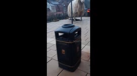 Hilarious video shows sheepdog trying to herd giant statue - of a sheep