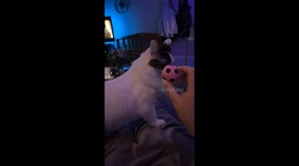 Cat Too Clumsy For Fetch