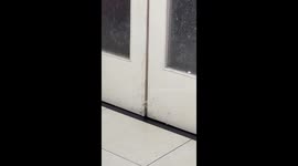 White kitten uses its paw to squeeze through door