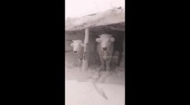 Cows and sheep struggled through heavy snow in China