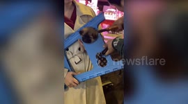 Puppy with head stuck in plastic stool rescued while playing