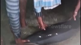 A dolphin stranded on the beach, unable to breathe due to the plastic cover stuck on its face, died
