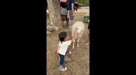 Aggressive sheep head butts toddler at zoo in Thailand
