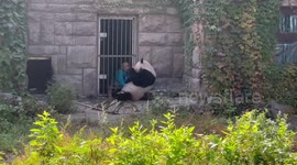 Panda tucks into extra meal at zoo in Beijing