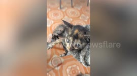 Oil-covered stray kitten rescued from inside motorcycle engine in Thailand