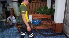 Huge 7ft python caught inside family's home after taking shelter from floods