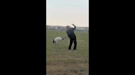 Unexpected encounter: red-crowned crane gives tourist a surprise peck in Beijing Zoo