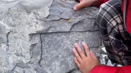 Chinese boy unveils ancient trilobite fossils dating back 500 million years