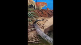 Captivating Video Reveals Tiger Snake's Skin Shedding Process in Duncan, Australia