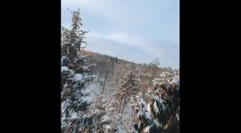 Man's dangerous chase stunt involving tame bear takes internet by storm