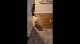 Toddler is beyond delighted to reunite with pet dog *Heartwarming Reunion*
