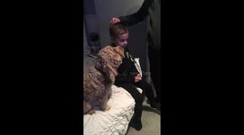 Adorable dog waits for her turn when owners brush the child's hair