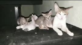 Mom cat feeding kitten in India , Mom Cat playing and feeding to her Cute Meowing baby Kittens in India