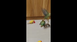 Winging it: Pets birds play basketball