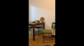 Cat Twitches In Time To Tambourine Beat