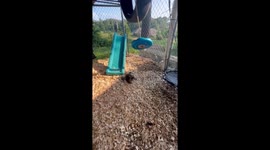 Rescued Racoon Plays In Her Pen