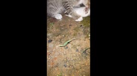 The beautiful white kitten is hunting rat and  eating joy is in the mind at garden