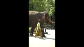 A man drags a large elephant and takes it to a large temple in Sri Lanka