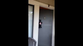 Butter the Doorman Cat