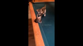 Kittens Playing Pool