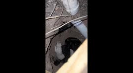 Puppies Under The Deck