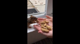 Chipmunk Fed A Feast