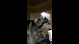 Husky Enforces Strict No Working Rule