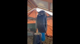Rescued Raccoons Have Slumber Party