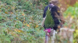 Real life capture,  Xmas tree goes past on the back of a bicycle, Christmas gets started for one family, Treleigh Redruth Cornwall UK