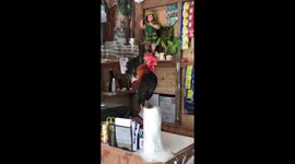 Unbalanced Rooster Cannot Keep Upright