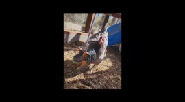 Dinosaur Head Chicken Feeder
