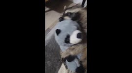 Rescued Raccoon Cuddles Toy