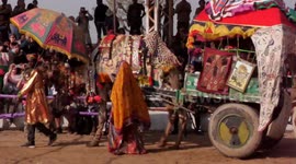 Decorated Camels Parade for Beauty pageant, shows dancing skills at world famous Pushkar mela