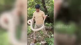 Seven feet long python trapped in net gets rescued but forest department in western india
