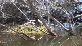 Conscientious Grebe parents nesting, hatching and feeding their delightful striped chicks.