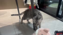 Happy Bean's hammer dance: a cat's adorable reaction to rhythmic tapping in Hunan