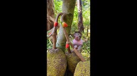 Pika the one-year-old monkey enjoying fresh strawberries straight from the tree