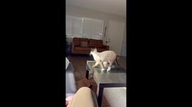Cat bumps into the couch trying to jump from the table *Hilarious Cat Fail*