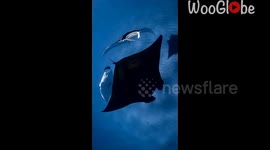 A spinning display of manta courtship in the shallows of Coral Bay *Unbelievable*