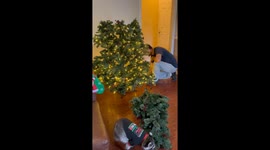 Raccoon Helps Decorate Christmas Tree