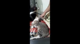 Funny cute kitten  is playing with Man in India ,A Man Playing with kitten and Scratching The Cat's head
