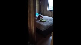 Dachshund Caught Humping Toy