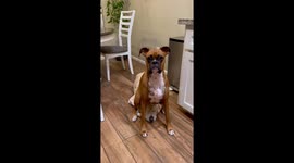 Boxer Dog Sits On Sibling