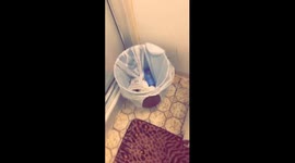 Husky Nonchalantly Wears Trash Can Collar
