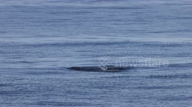 Sea Lion Dispatches Blue Shark