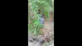 Buffalo Calf Rescued From Flooding Hole